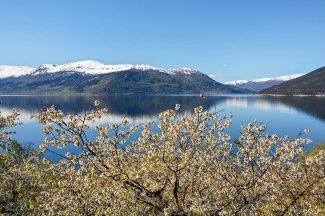 Flowering orchards by Kinsarvik.