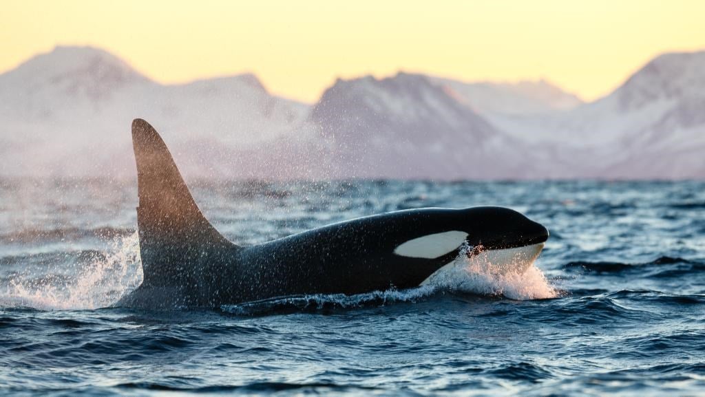 Muligheter for hvalsafari fra Andøya.