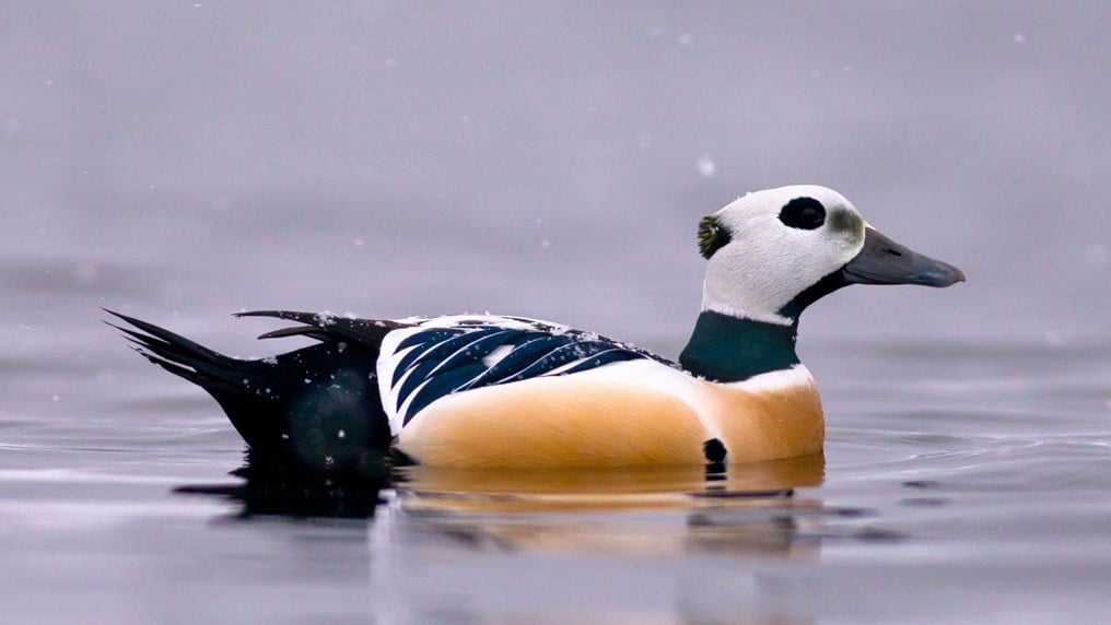 Varanger ist einer der wenigen Ort weltweit, in dem man arktischen Vögeln in ihrem natürlichen Lebensraum aus nächster Nähe begegnen kann.