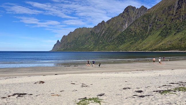 Seks personer går tur med hundene på den vakre Ersfjordstranden om gitt av spisse høye fjell.