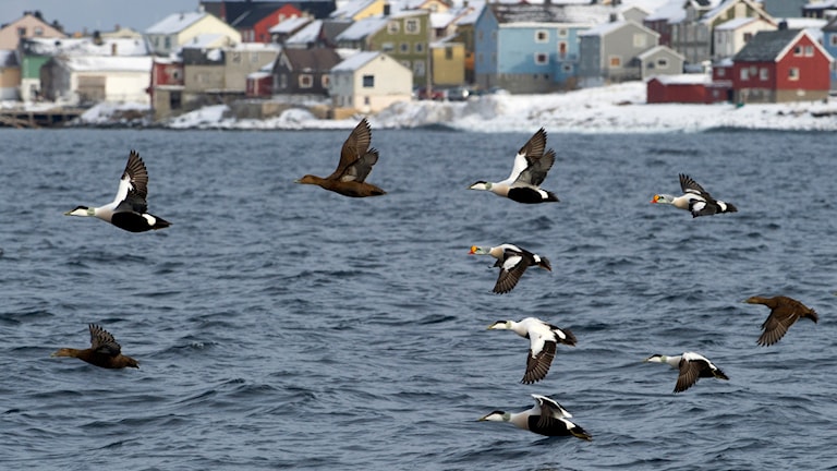 Vardø. Norwegian Scenic Route Varanger.