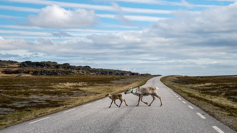 Reindeer, Langbubukta. Norwegian Scenic Route Varanger.