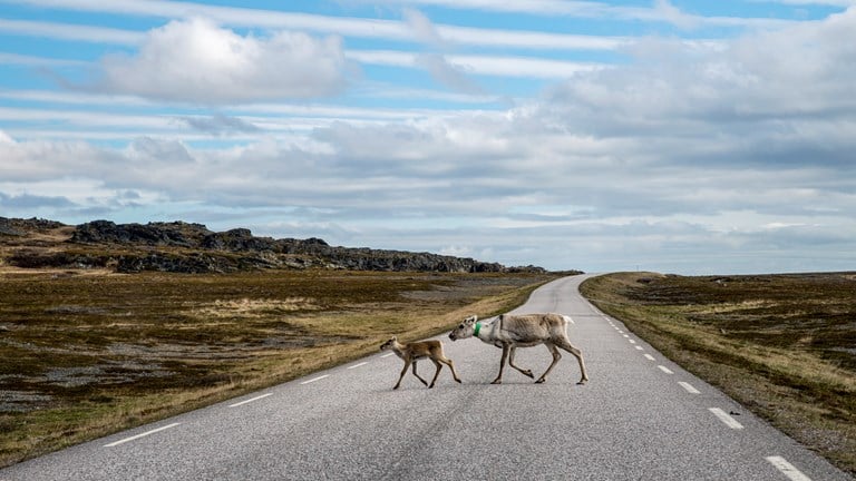 Reindeer, Langbubukta. Norwegian Scenic Route Varanger.