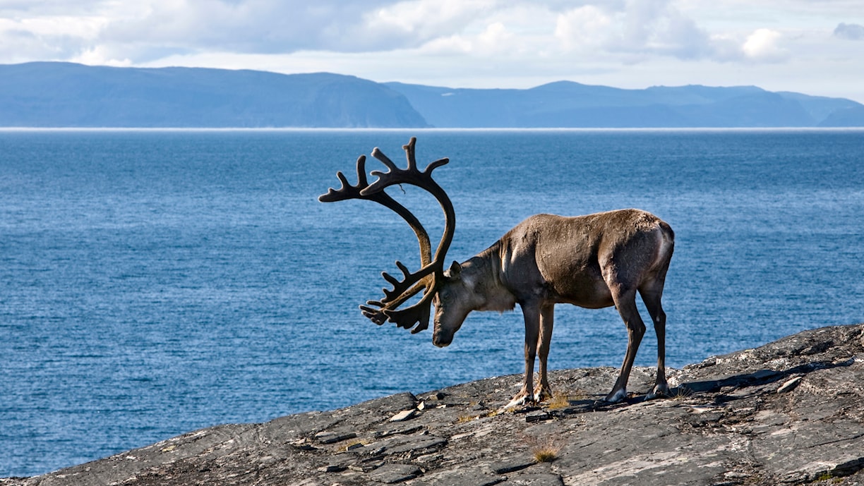 Reindeer, Norwegian Scenic Route Havøysund.