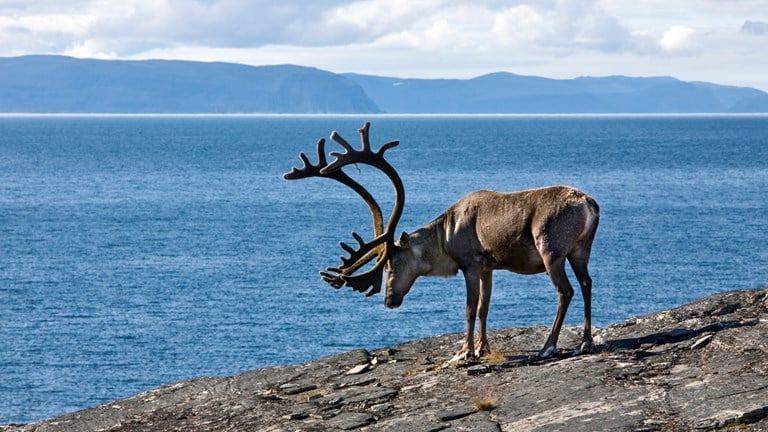 Reindeer, Norwegian Scenic Route Havøysund.