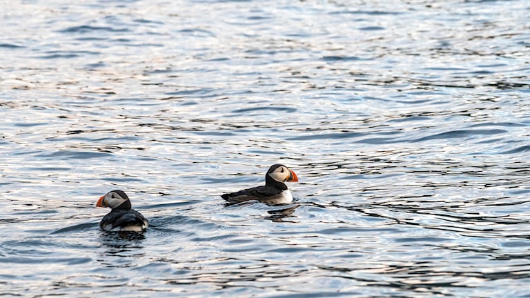 Puffin. Norwegian Scenic Route Havøysund.