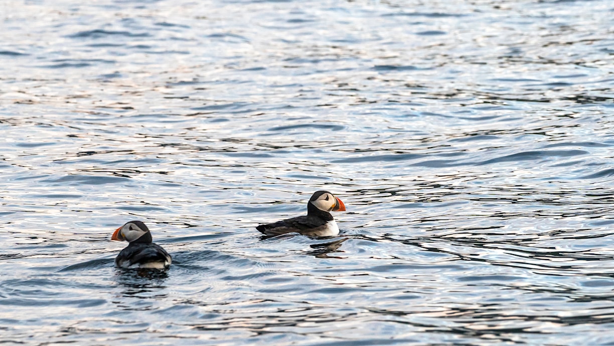 Papageientaucher. Norwegische Lanschaftsroute Havøysund.