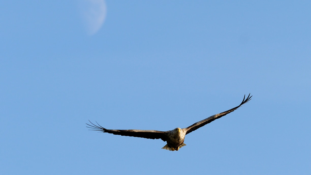 Sea eagle.