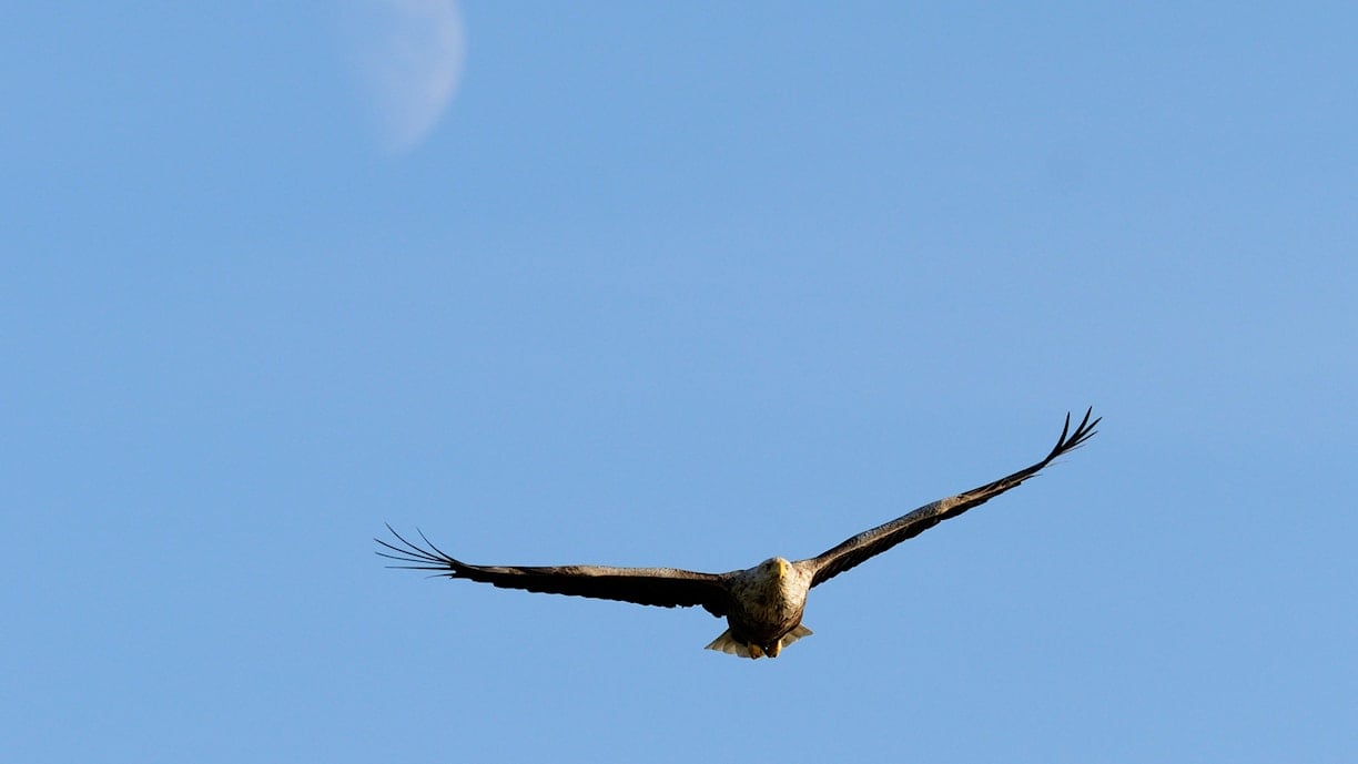 Seeadler