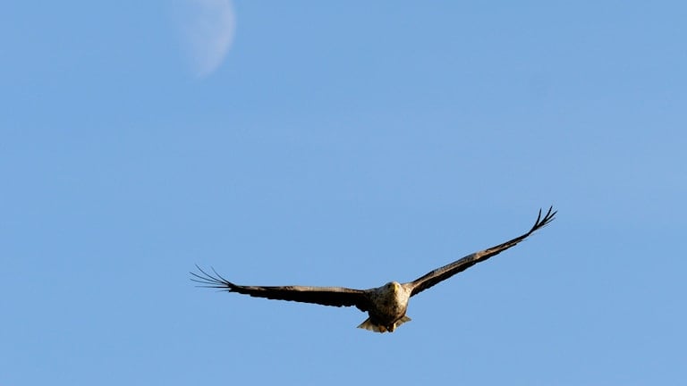 Seeadler