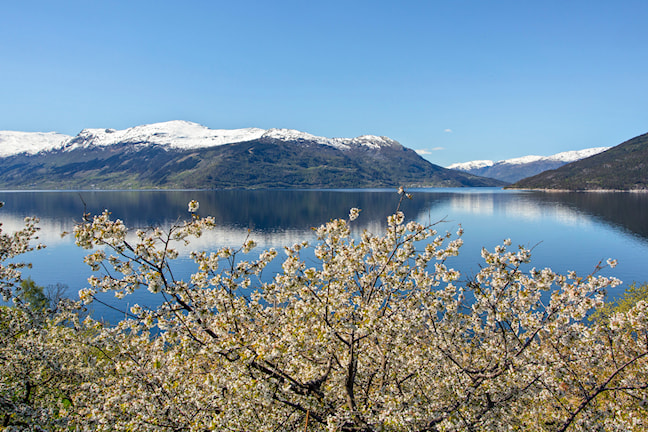 Flowering orchards by Kinsarvik.