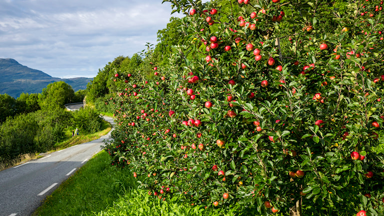 Jondal  - Utne.