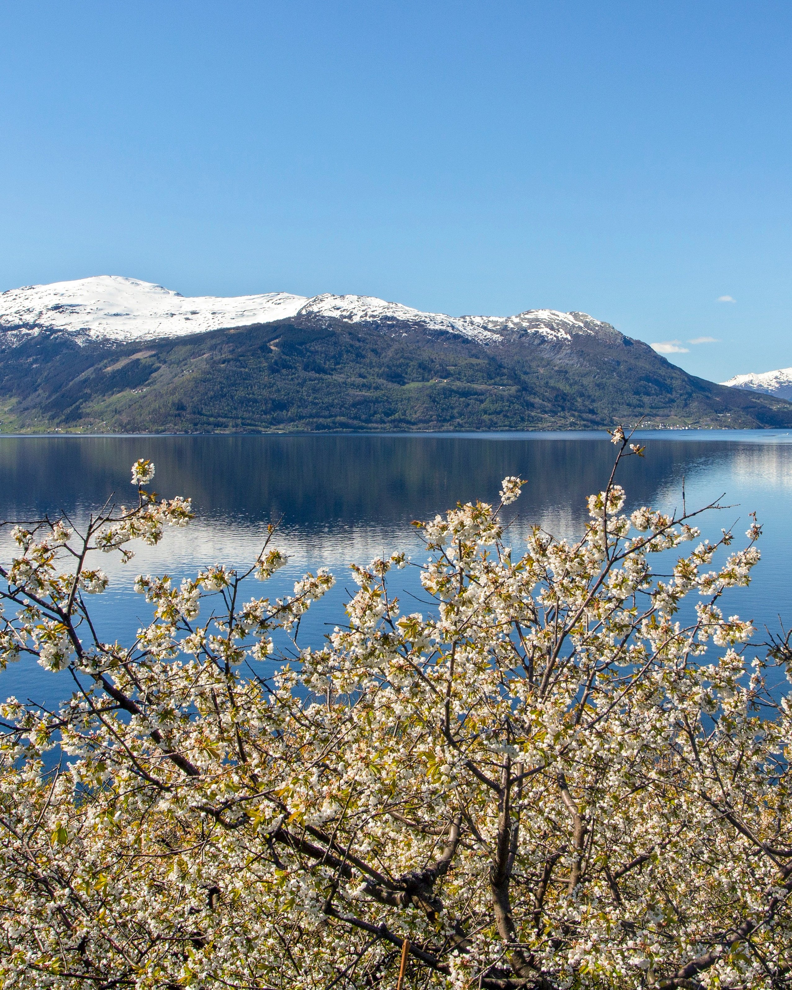 Blomstrende frukthager ved Hardangerfjorden nær Kinsarvik.