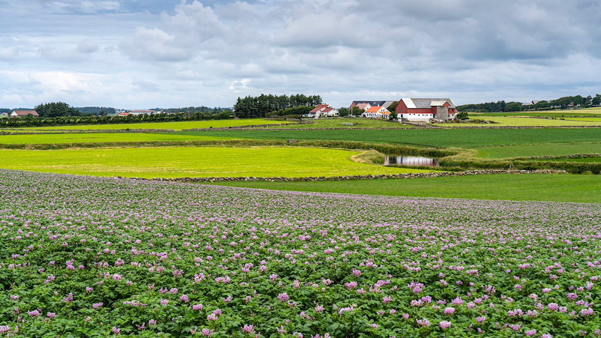 Nærland, Hå.